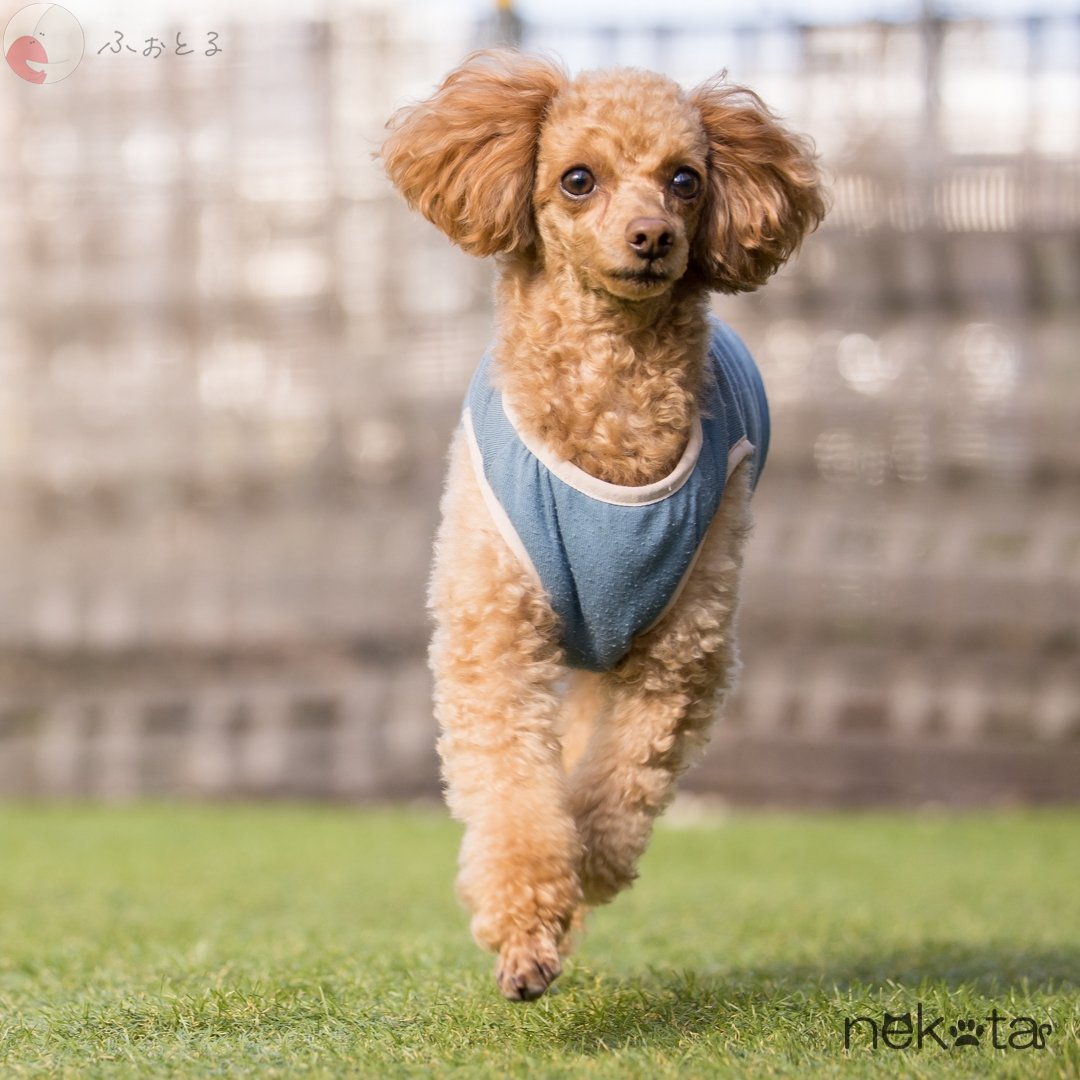 猫田晃広 English OKのポートフォリオ0