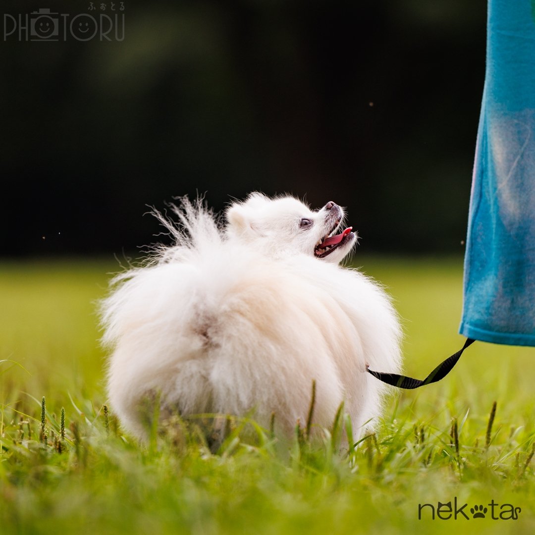 猫田晃広 English OKのポートフォリオ1