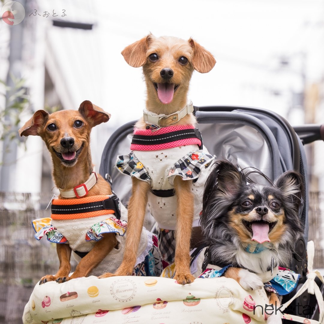 猫田晃広 English OKのポートフォリオ2