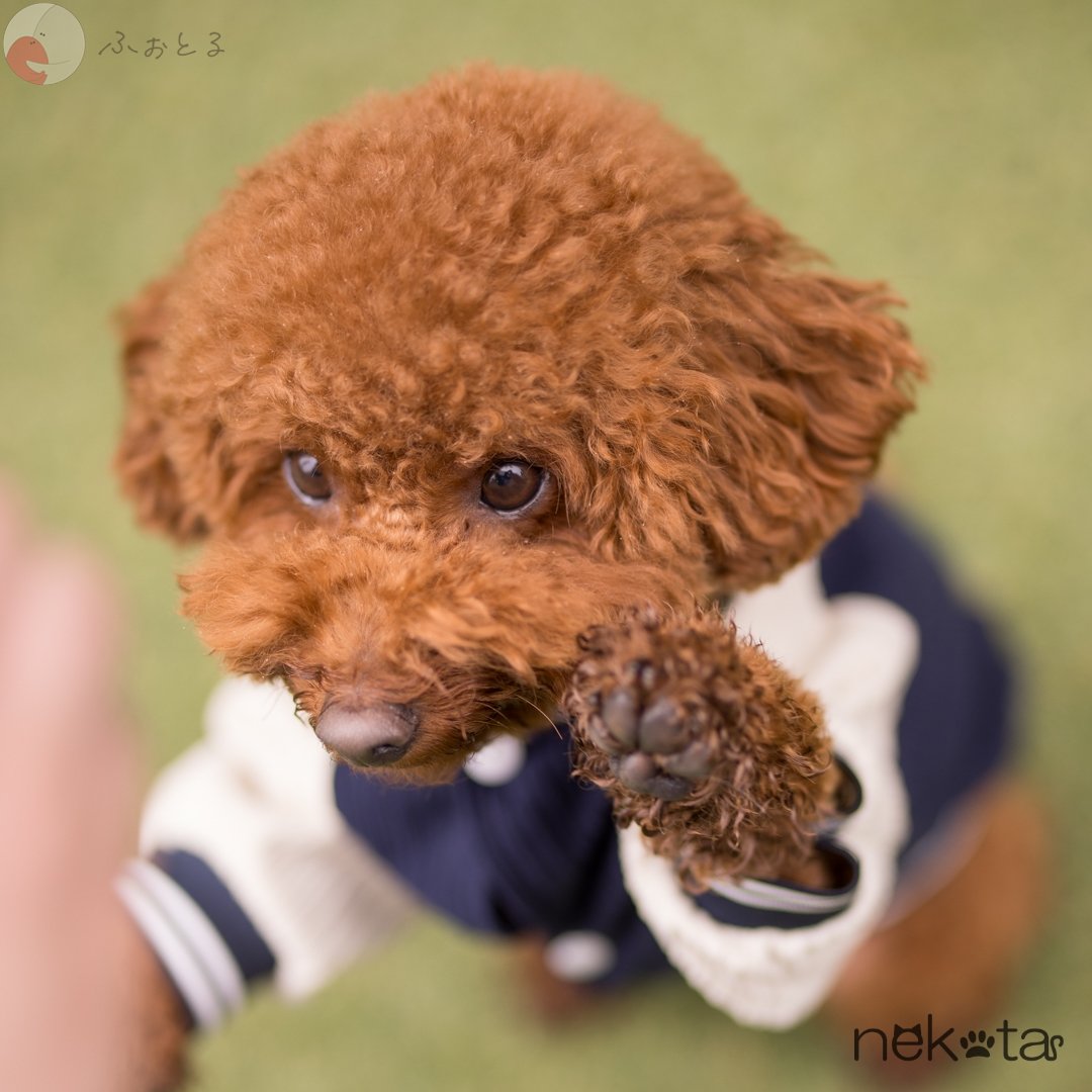 猫田晃広 English OKのポートフォリオ4