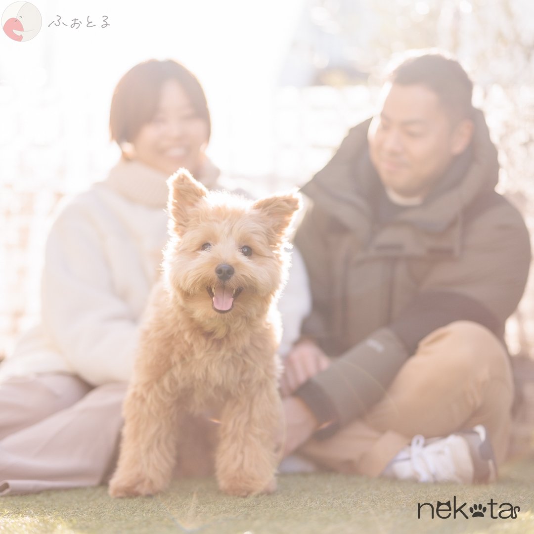 猫田晃広 English OKのポートフォリオ6