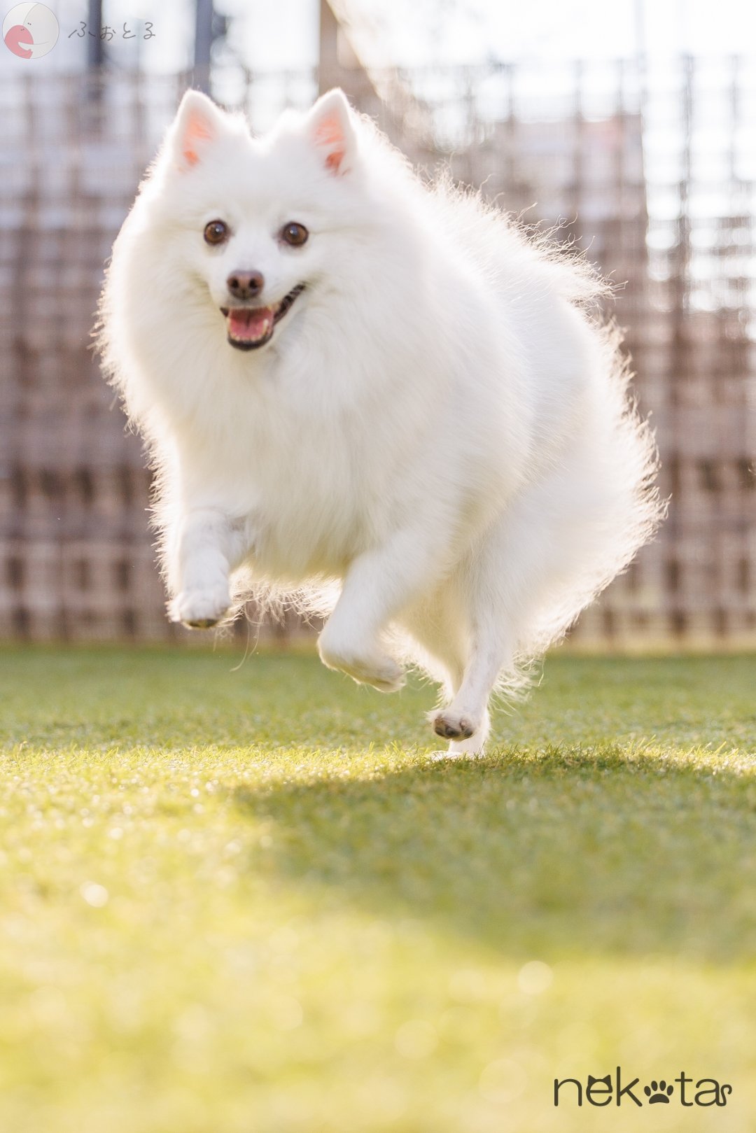 猫田晃広 English OKのポートフォリオ0