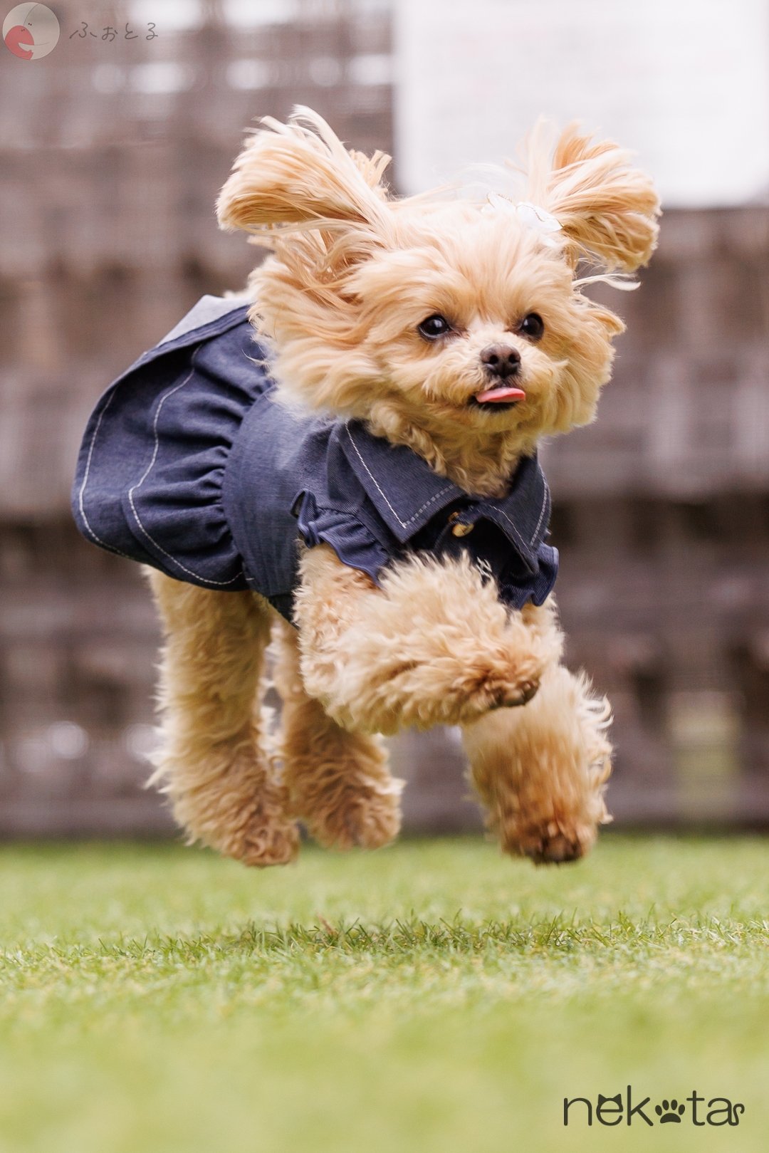 猫田晃広 English OKのポートフォリオ2