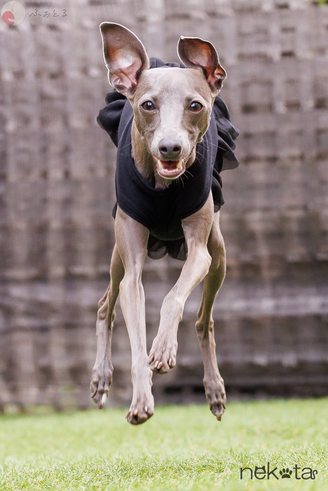 猫田晃広 English OKのポートフォリオ5