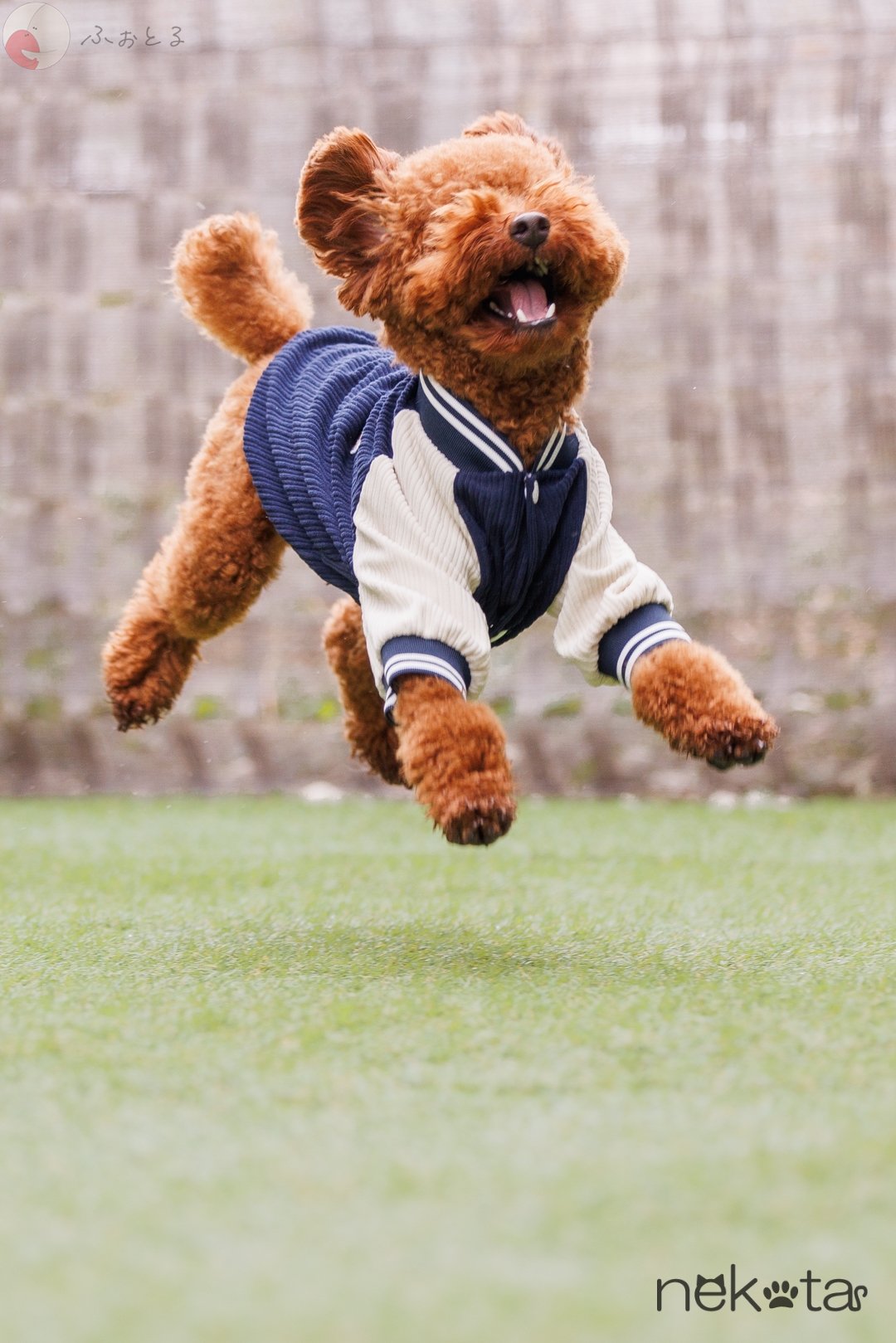 猫田晃広(Nekota)のポートフォリオ6