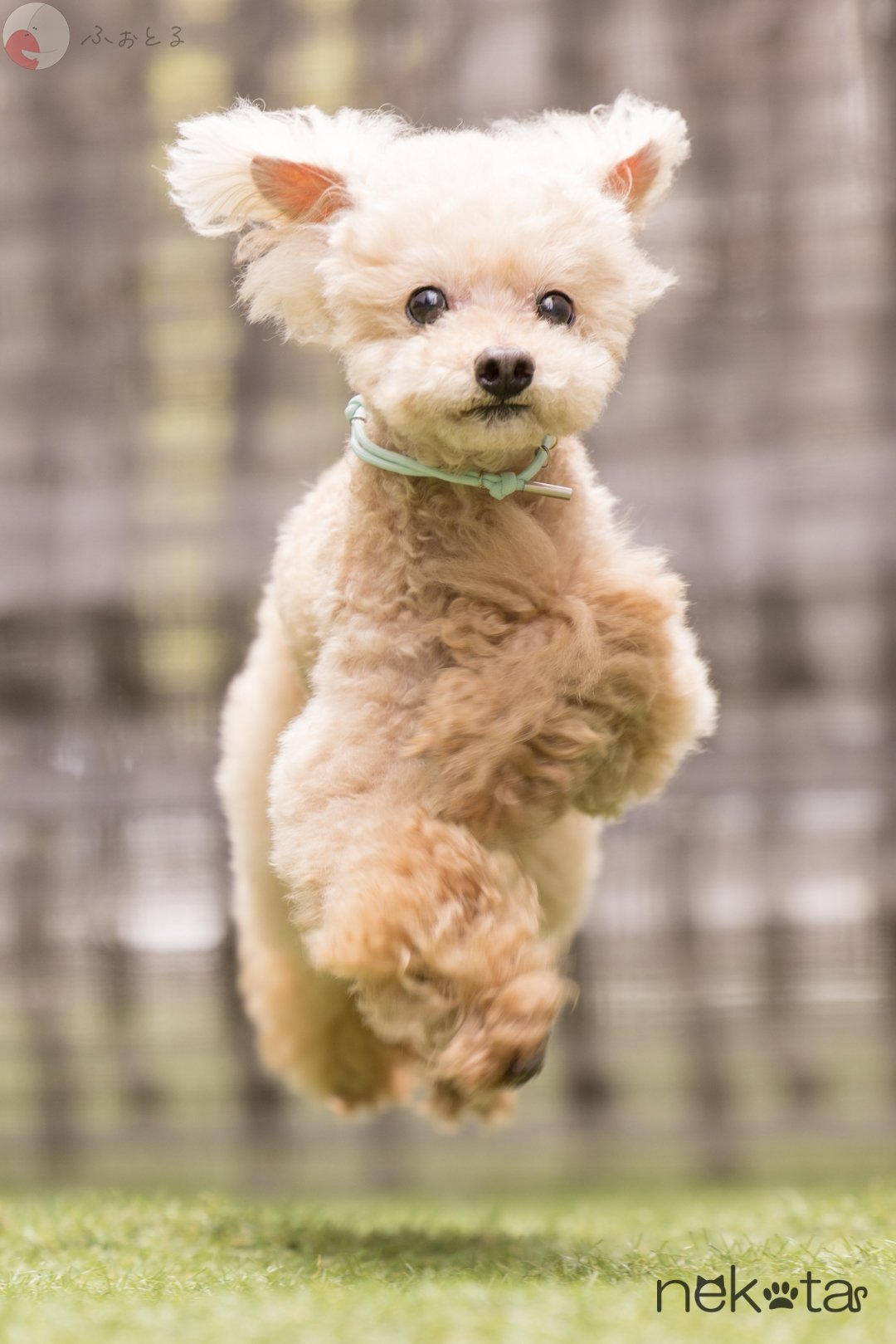 猫田晃広 English OKのポートフォリオ7