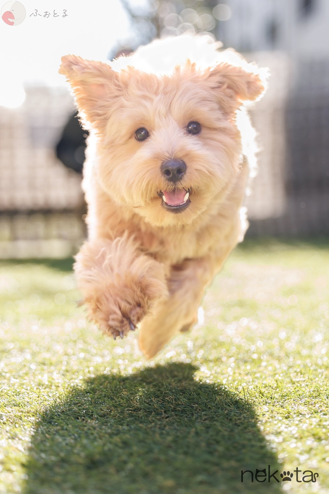 猫田晃広 English OKのポートフォリオ9