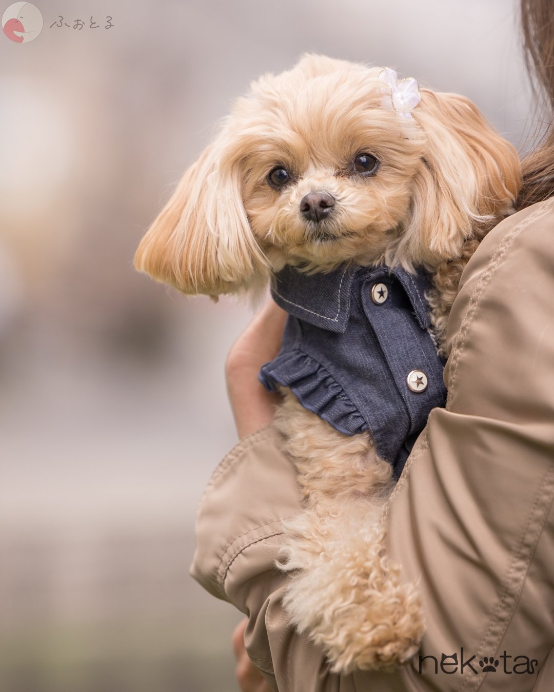 猫田晃広 English OKのポートフォリオ2