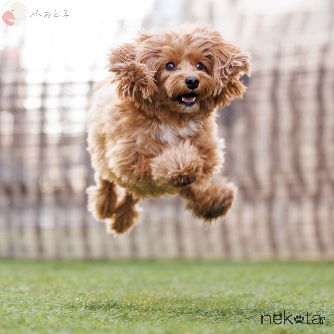 猫田晃広 English OKのポートフォリオ5