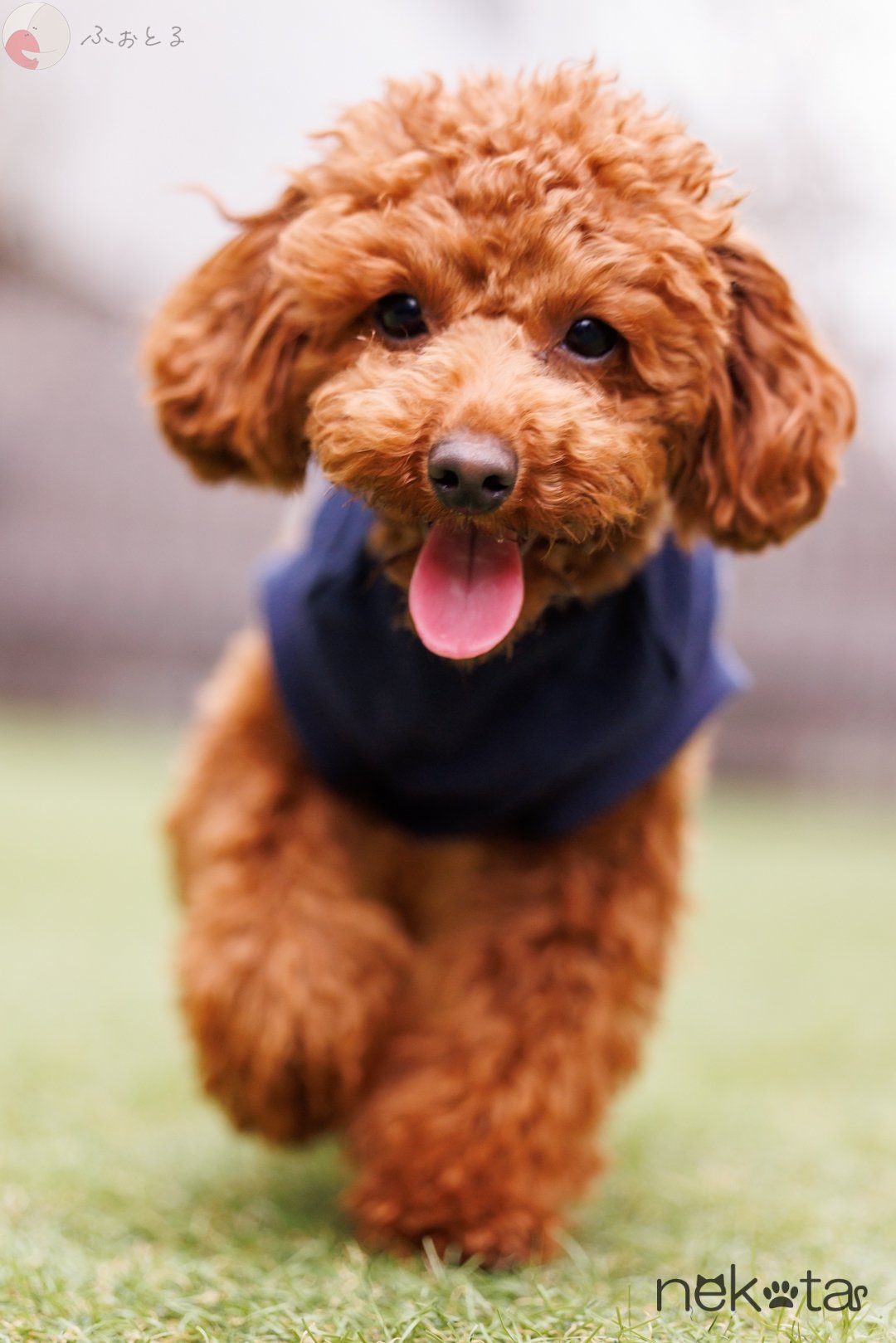 猫田晃広 English OKのポートフォリオ6