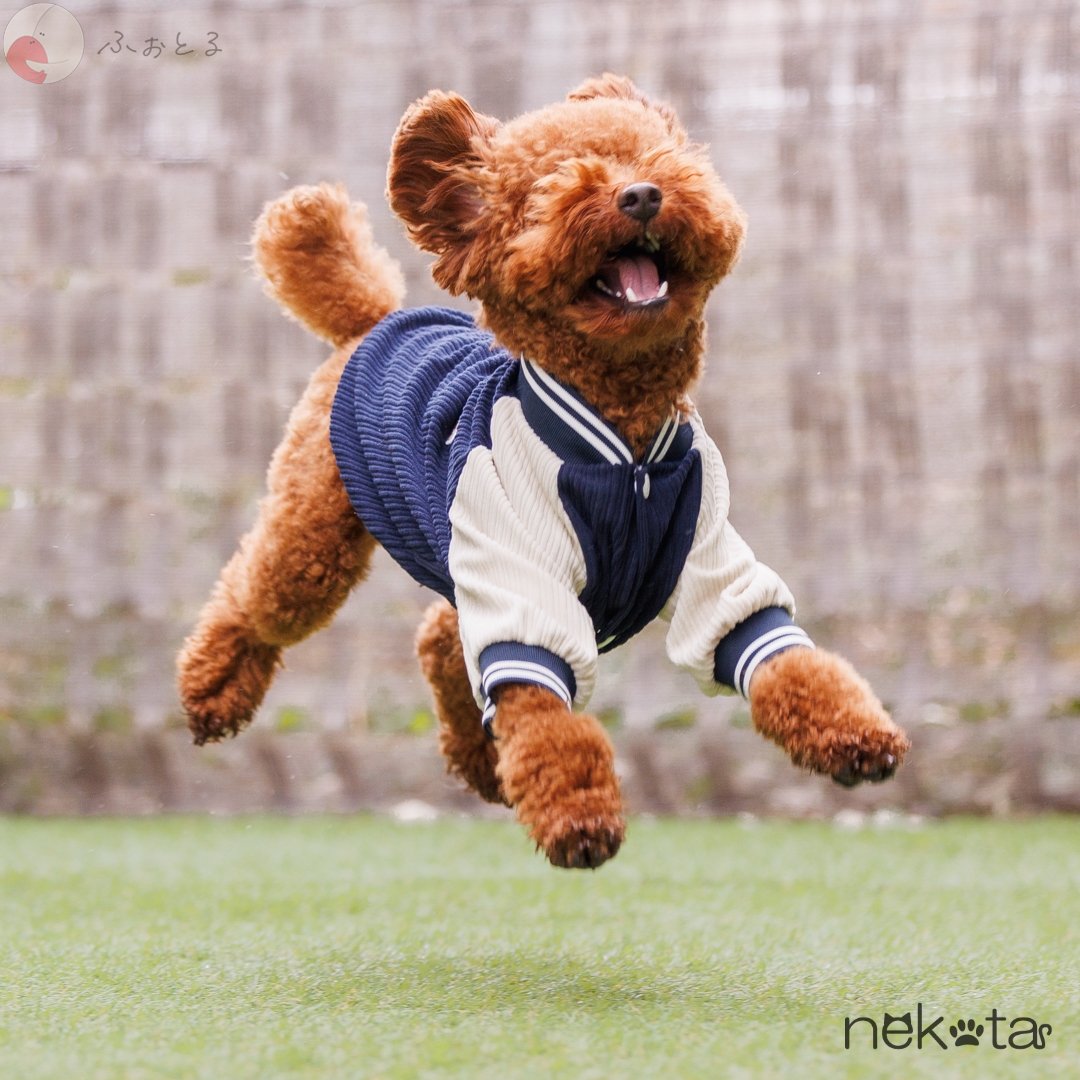 猫田晃広 English OKのポートフォリオ8