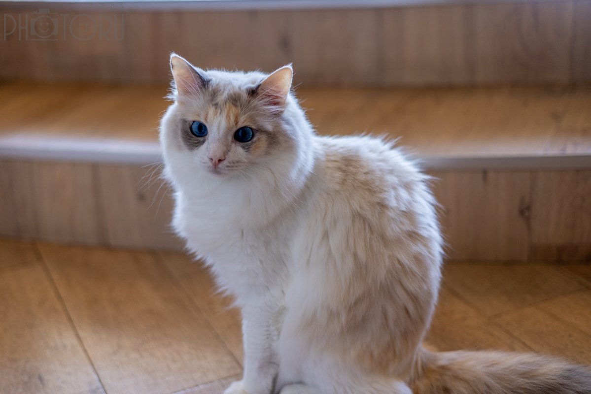 オッキーのポートフォリオ7