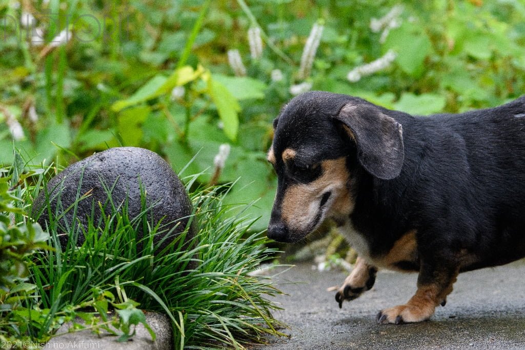 西野 耀史のポートフォリオ4