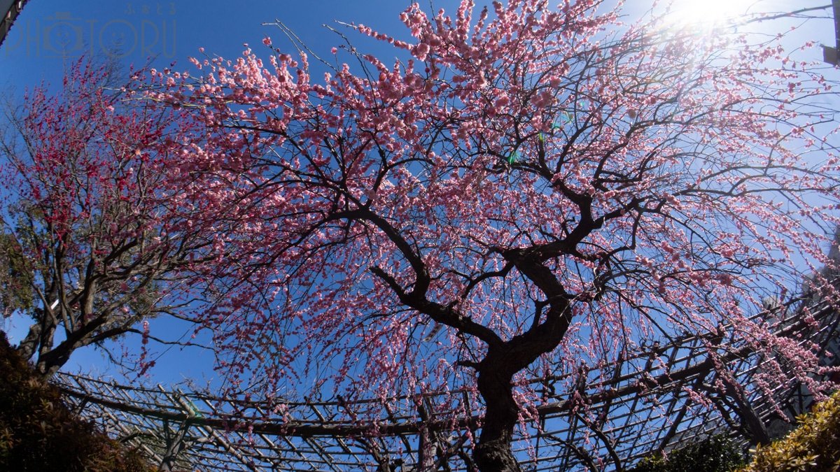 くるふぉとのポートフォリオ6