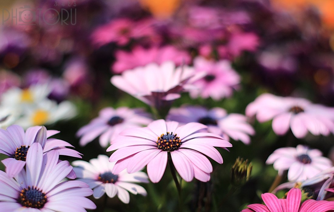 Satoのポートフォリオ1