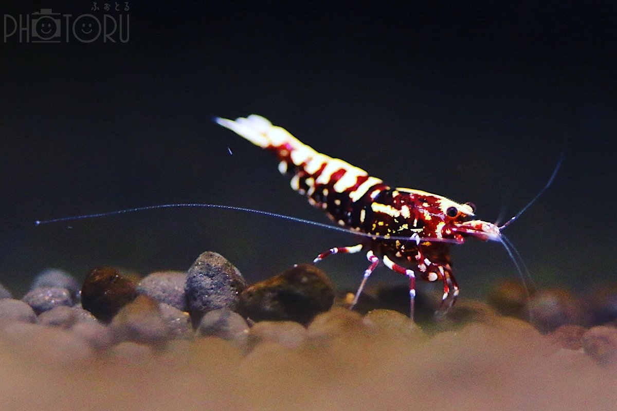 Satoのポートフォリオ0