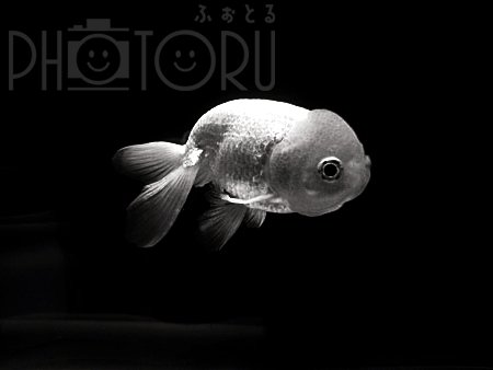 やまさきのポートフォリオ5