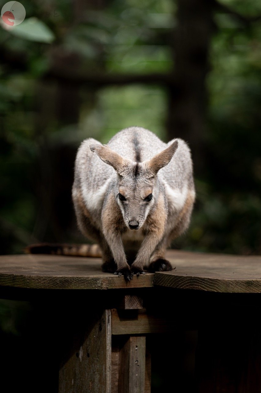 NAGIのポートフォリオ5