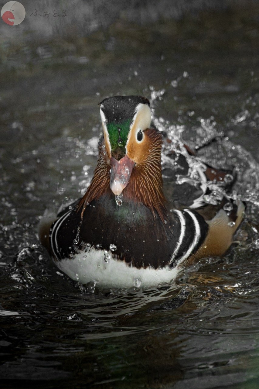 NAGIのポートフォリオ7