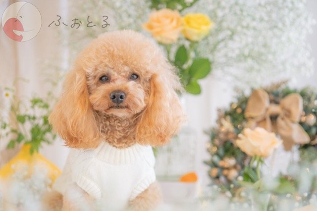 NAGIのポートフォリオ3