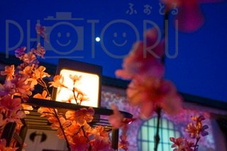 レフ 小夏のポートフォリオ1