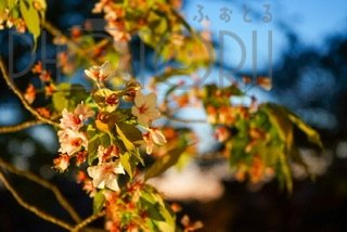 レフ 小夏のポートフォリオ4