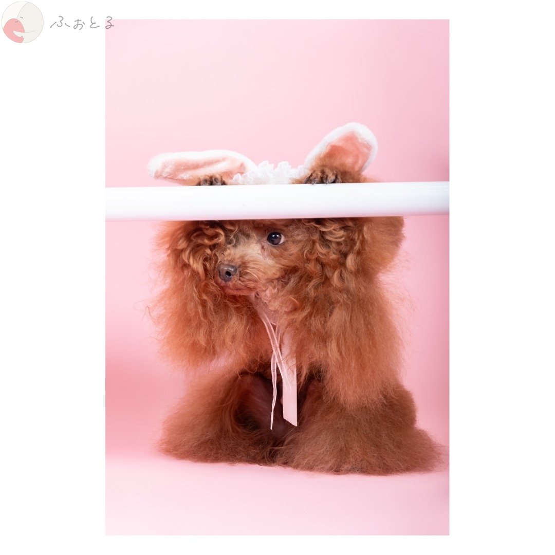 photo studio印象のポートフォリオ5