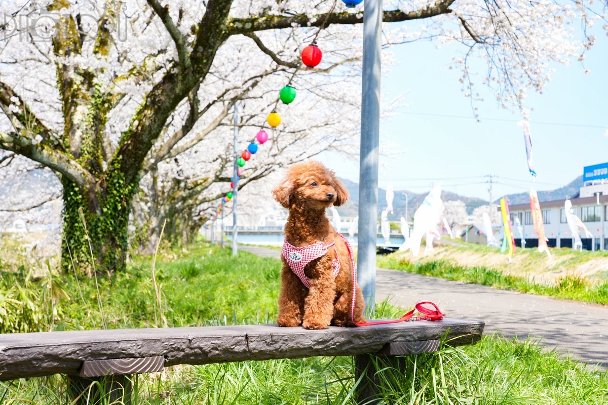 Yu-hoのポートフォリオ9