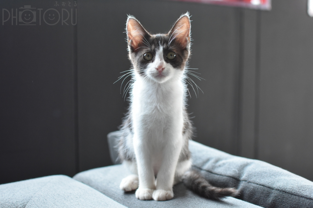 ERIのポートフォリオ2