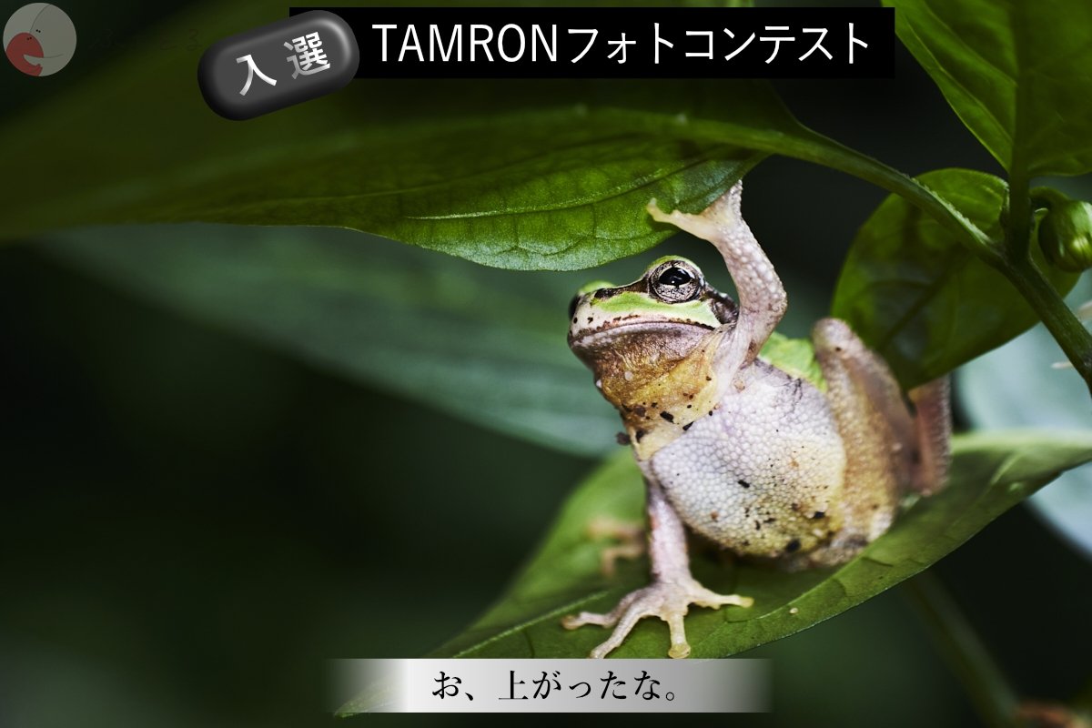 こばやしたいのポートフォリオ0