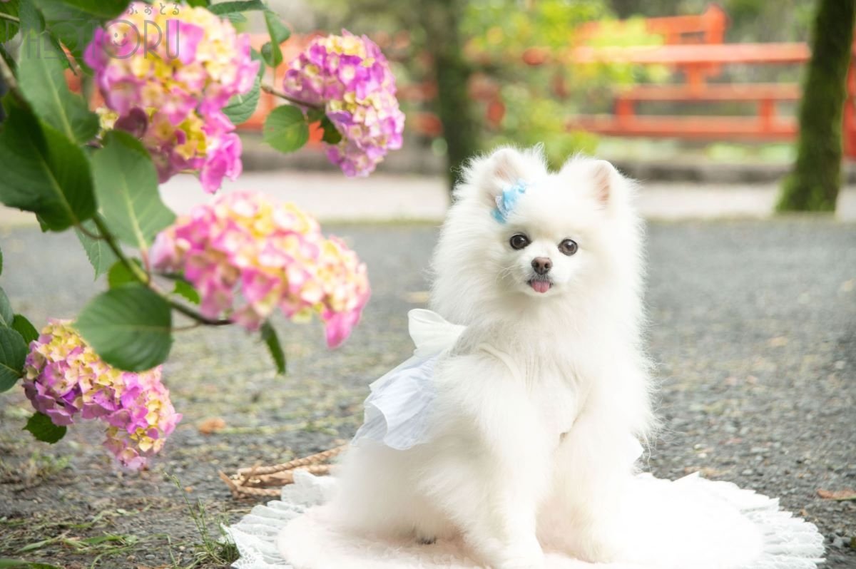 mainiti.photo.dayのポートフォリオ9