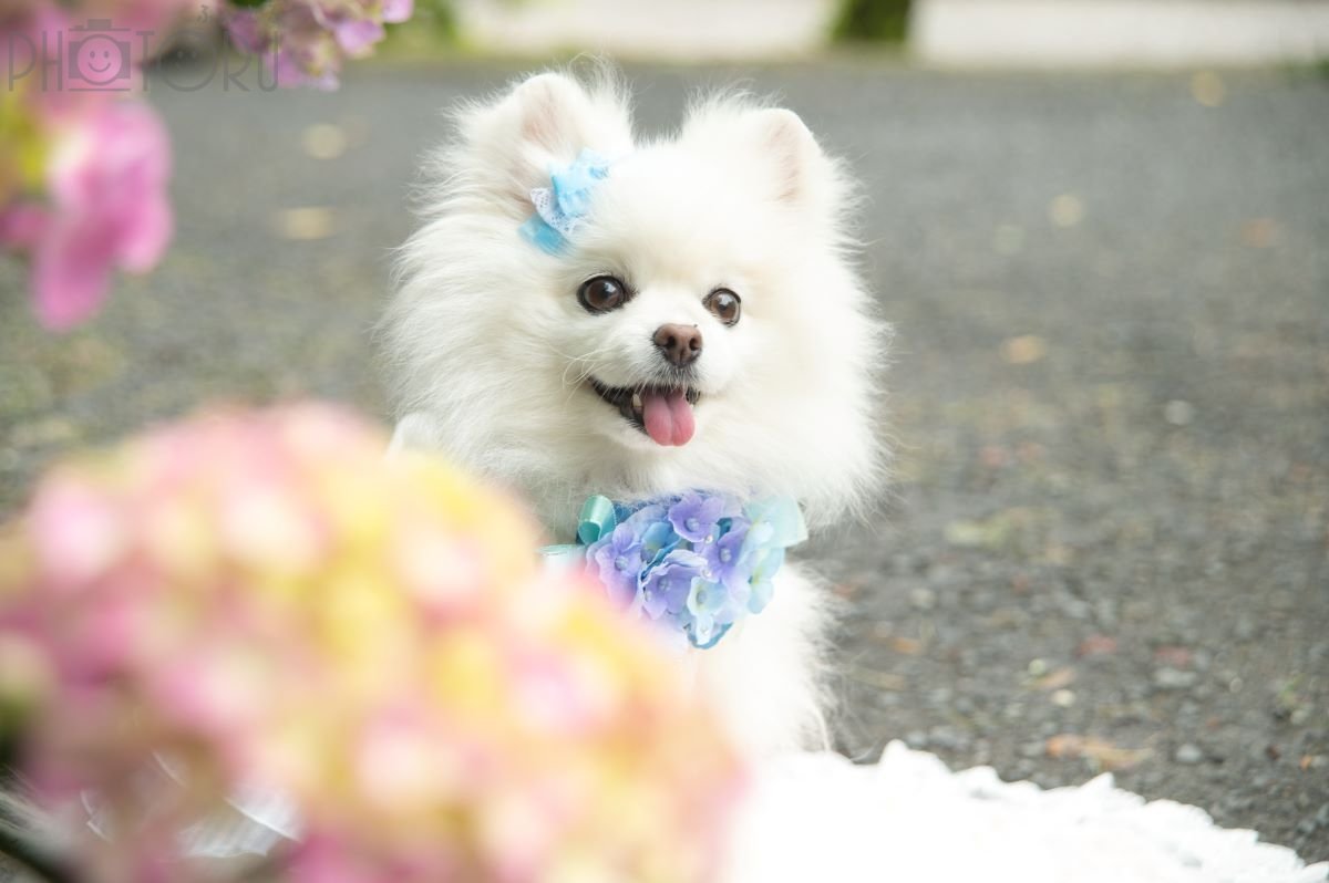 mainiti.photo.dayのポートフォリオ5