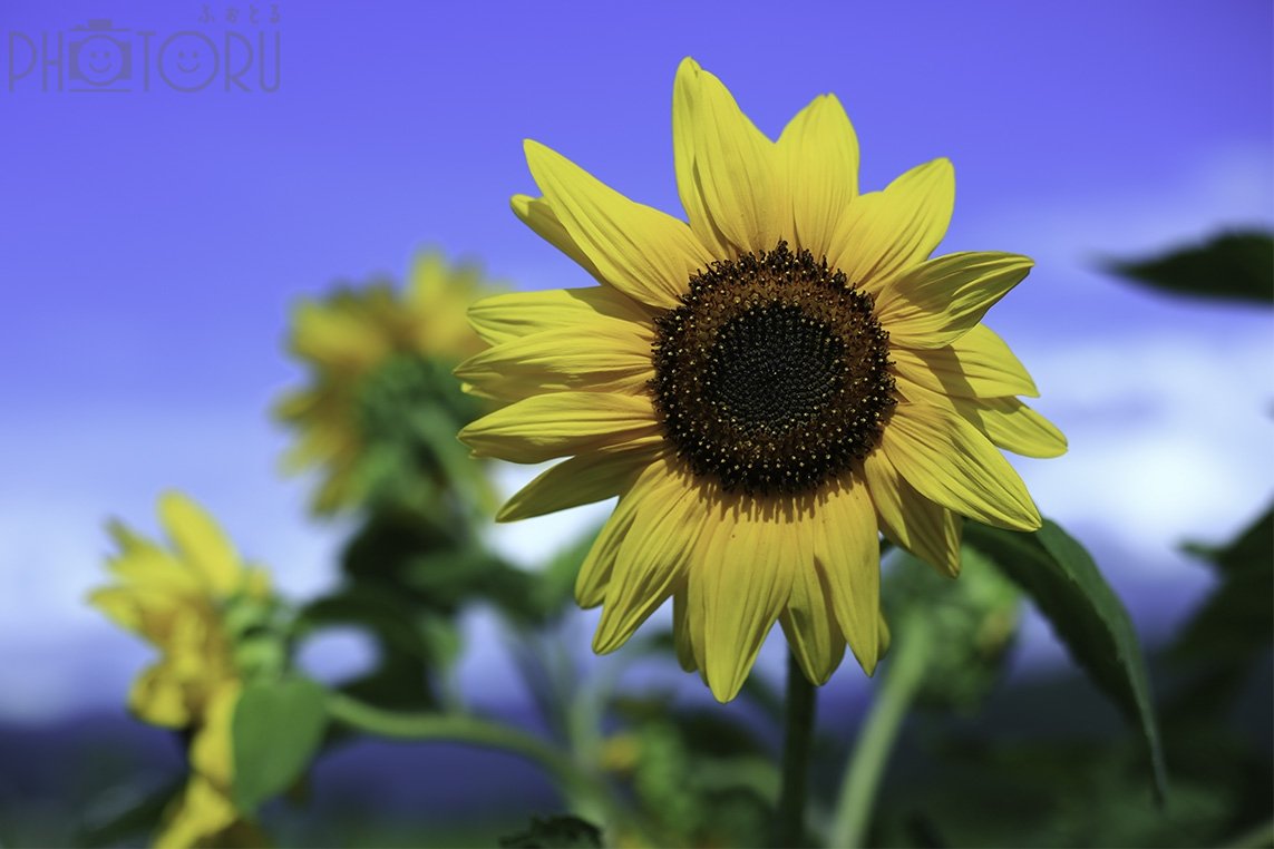 sachiのポートフォリオ7