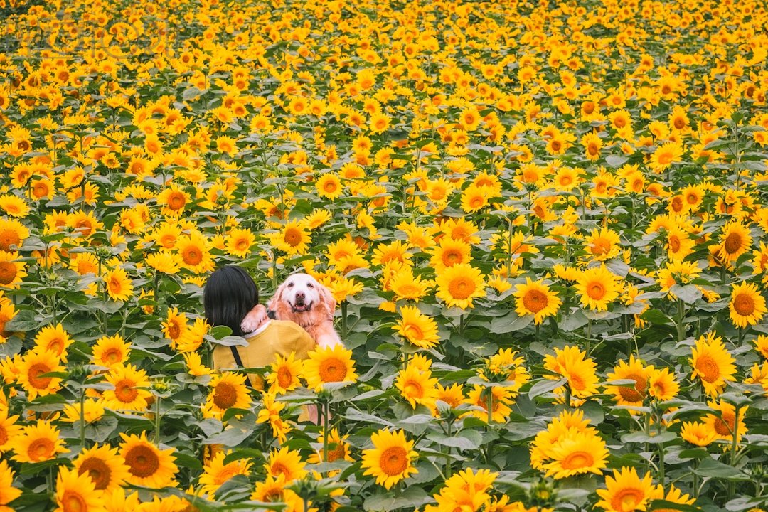 出張カメラマンヒロ