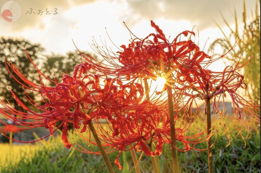 ゆうきフォトのポートフォリオ4