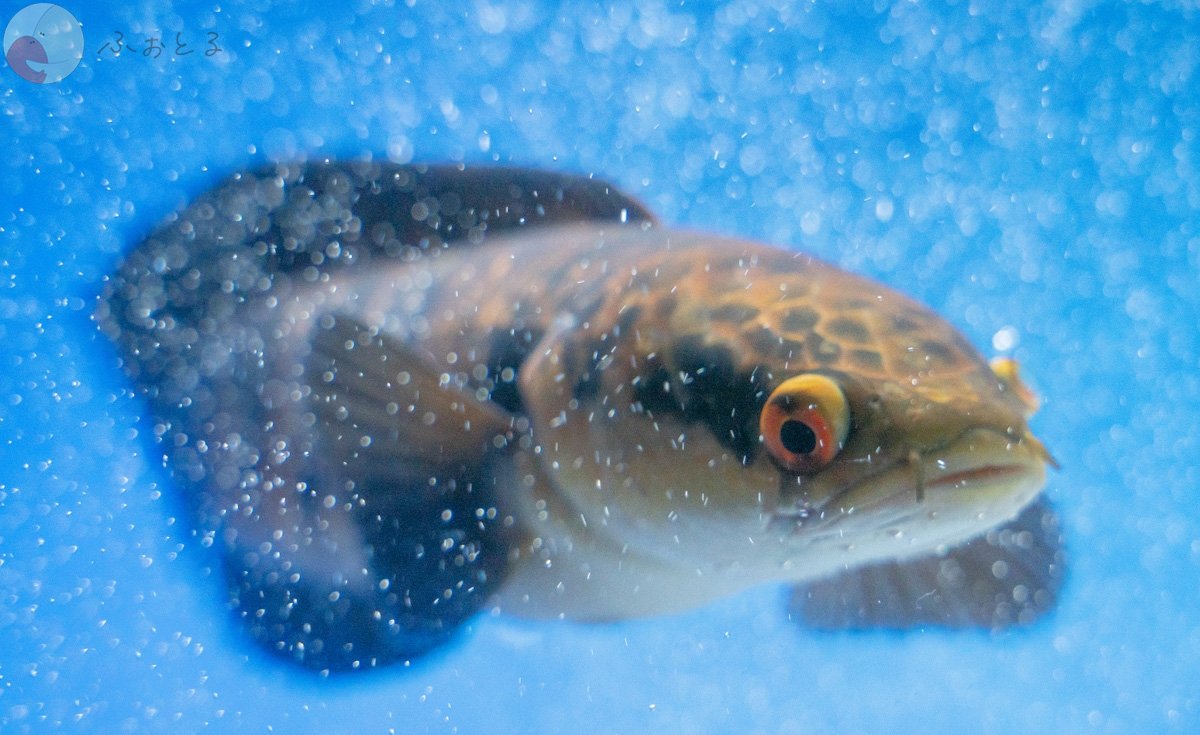 Sunshine_vision_33のポートフォリオ2