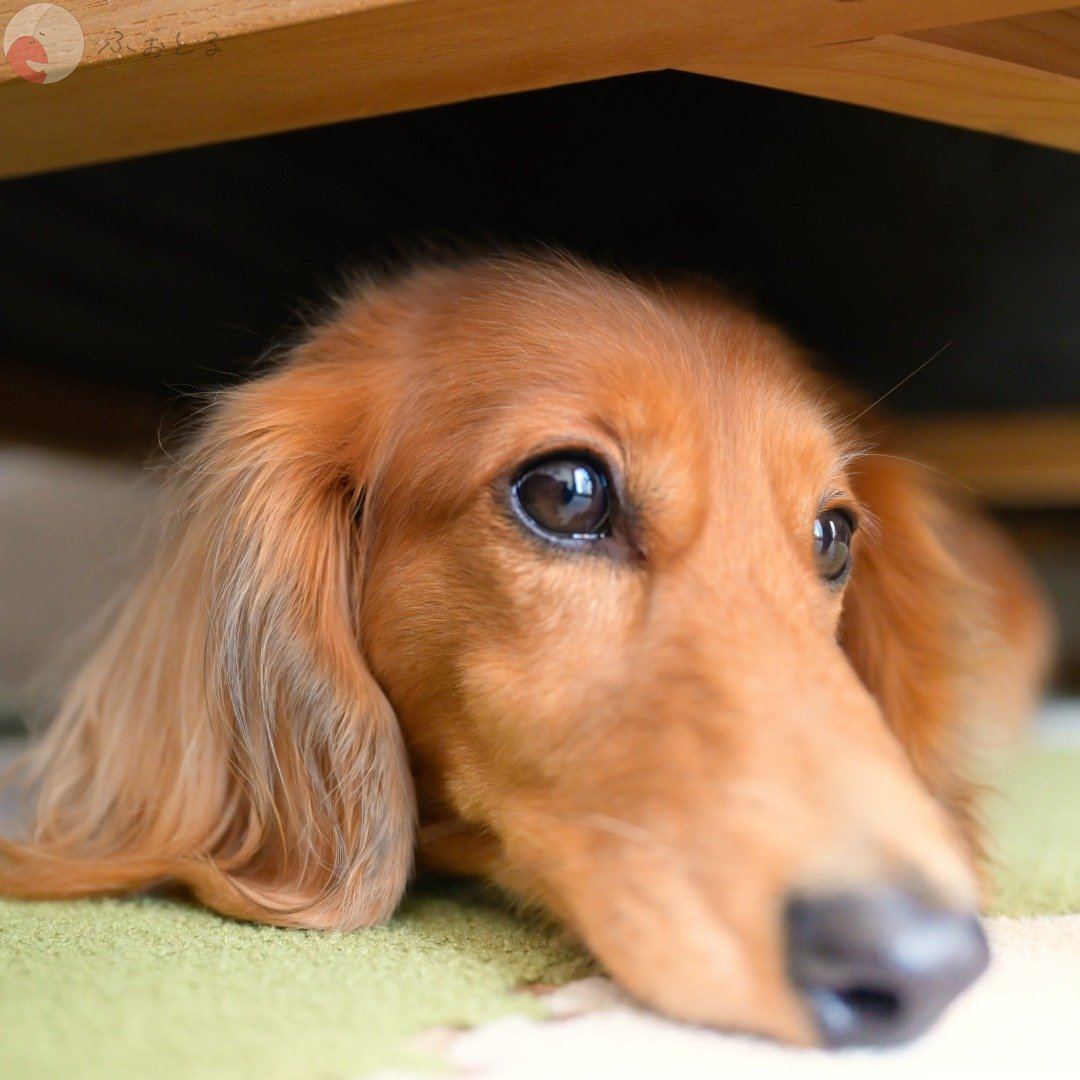 Wadachi Studioのポートフォリオ9