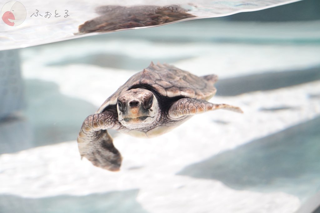 柴田 翔太のポートフォリオ3