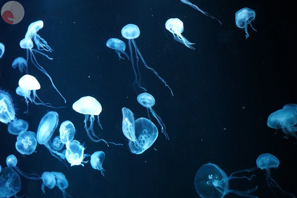 柴田 翔太のポートフォリオ6