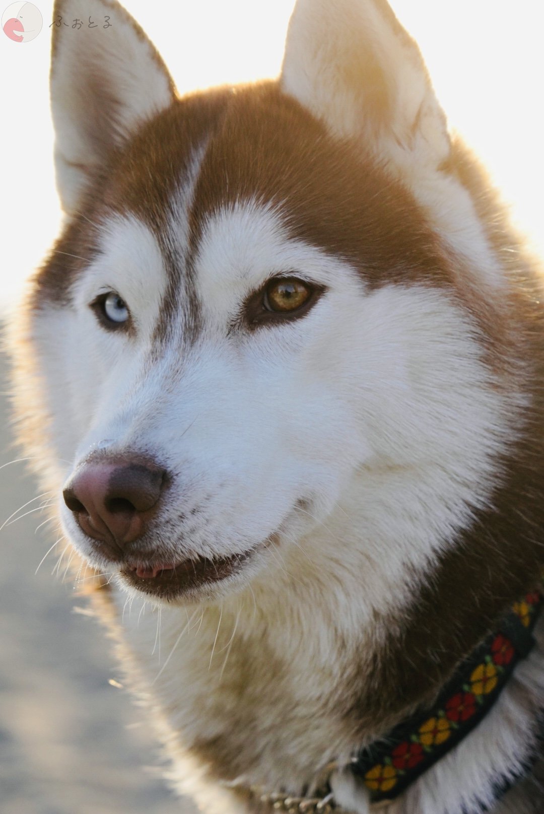 だいきのポートフォリオ3