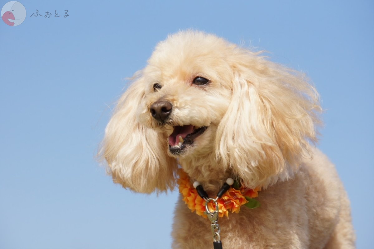 よしだ けいじのポートフォリオ8