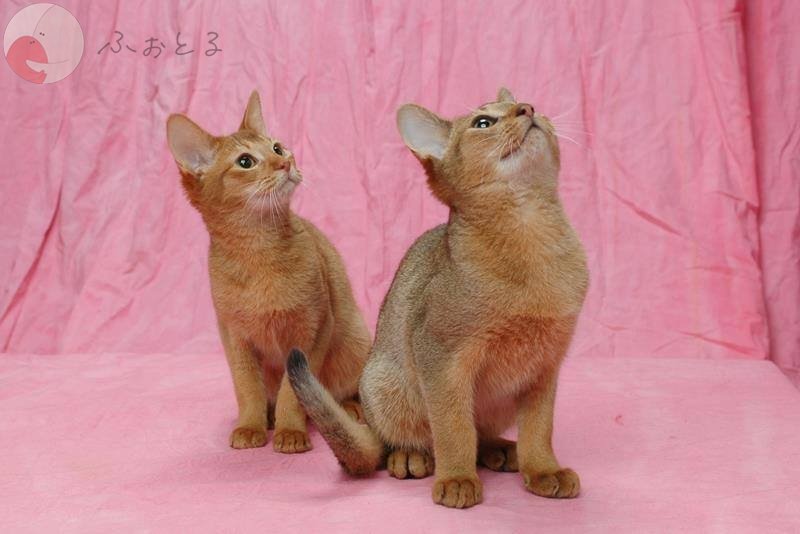 あきさんのポートフォリオ1