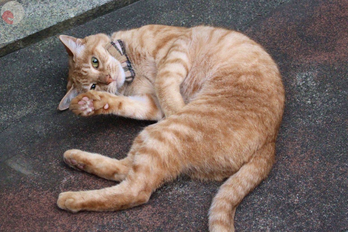 代々木のポートフォリオ6