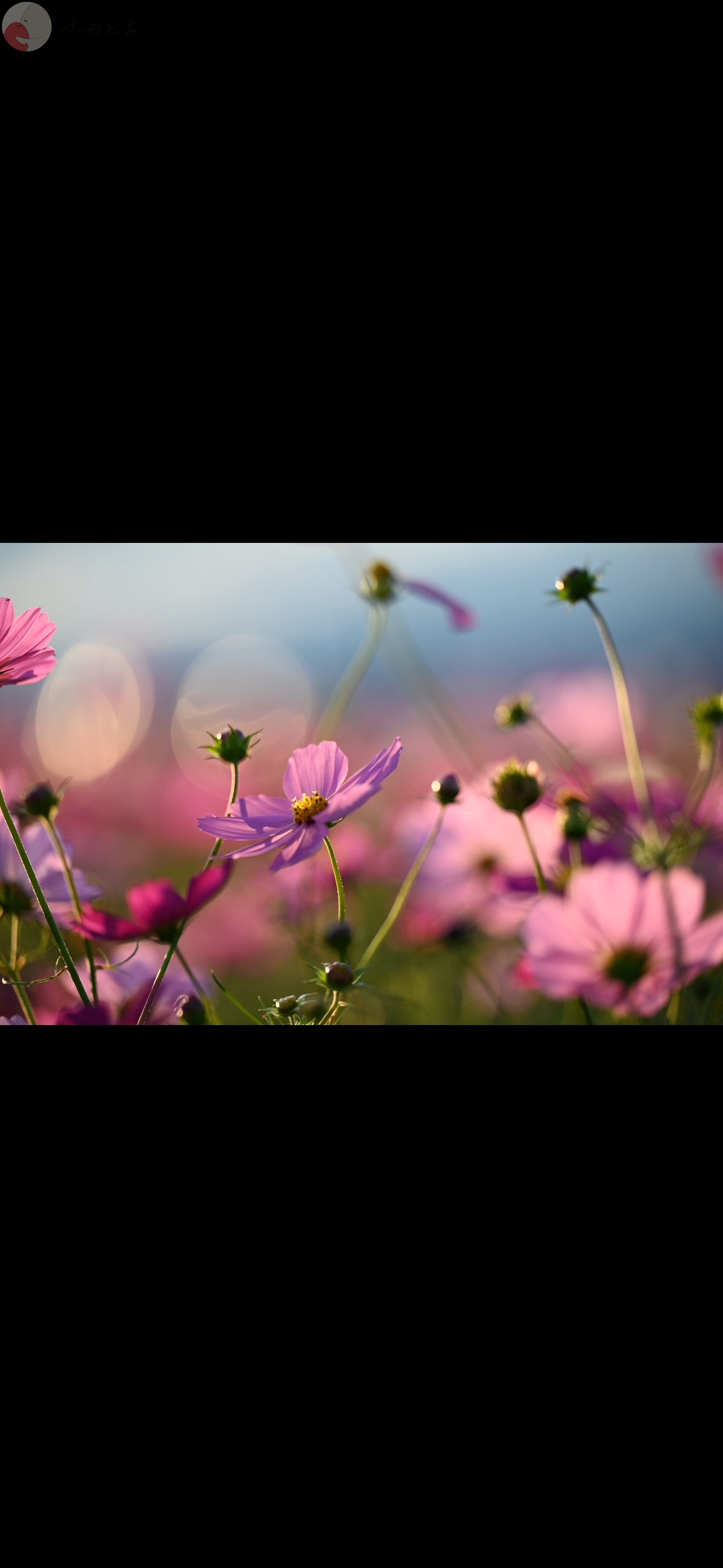 原のポートフォリオ4