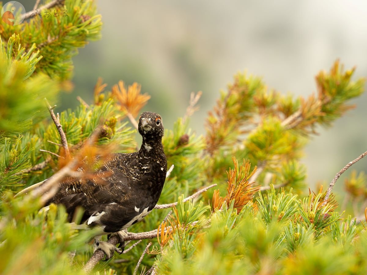 やまこのポートフォリオ5