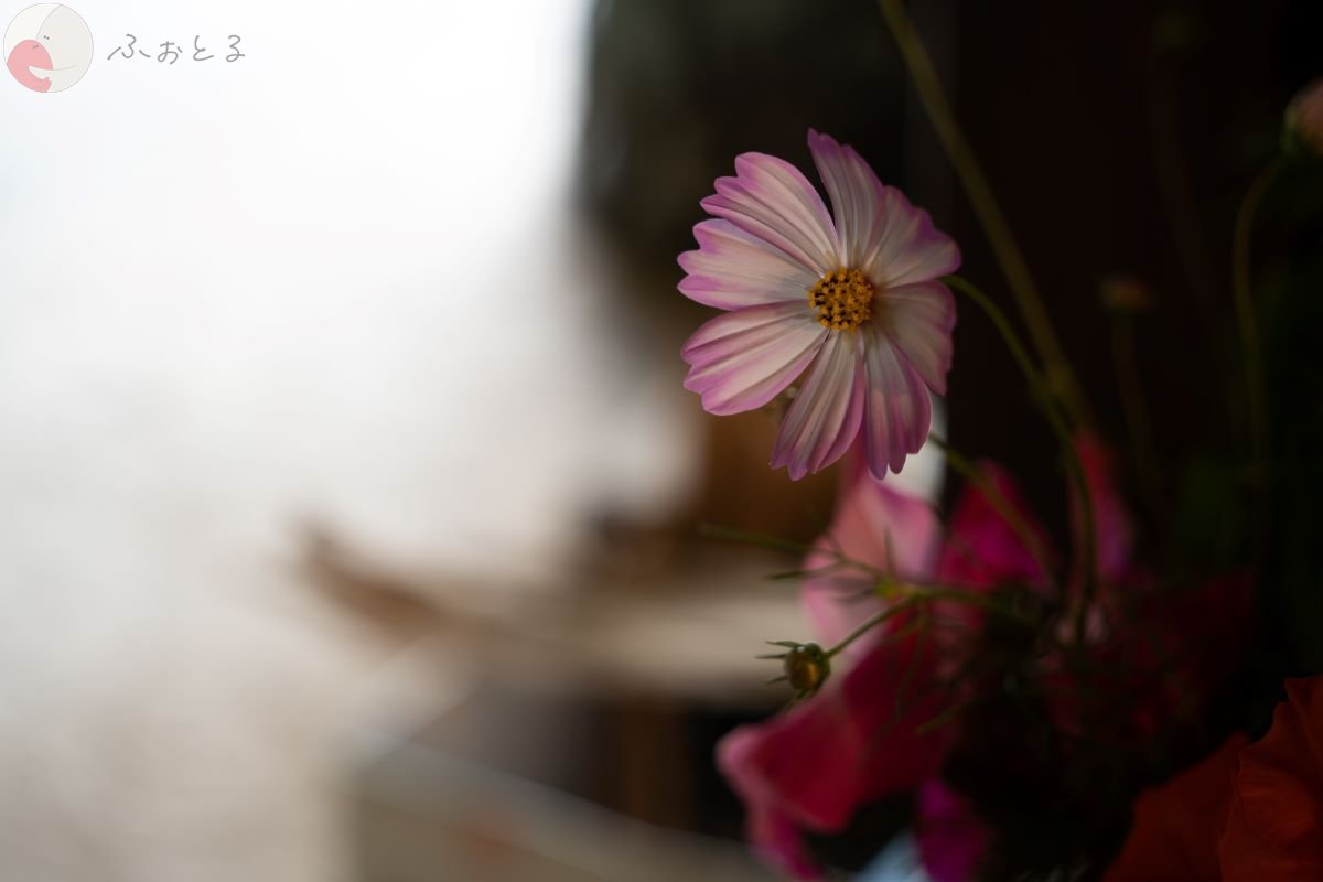 やまこのポートフォリオ6