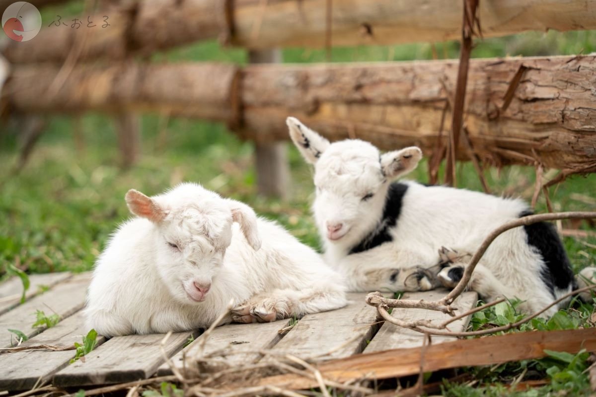 やまこのポートフォリオ4