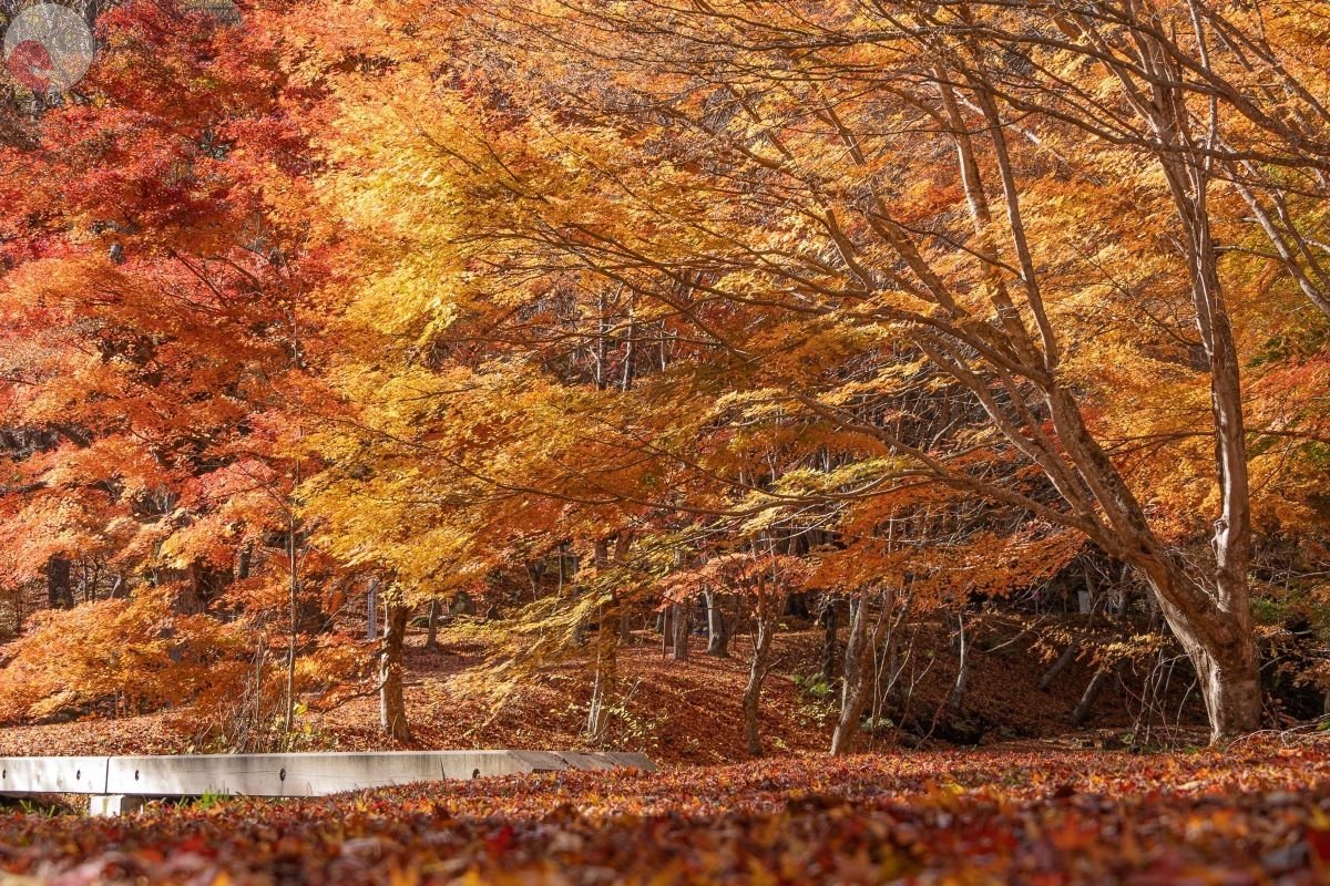 やまこのポートフォリオ5