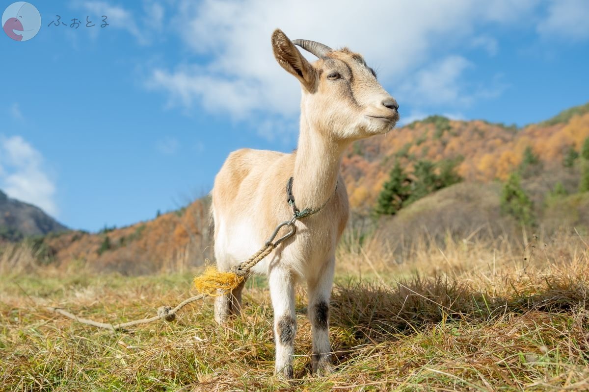 やまこのポートフォリオ7