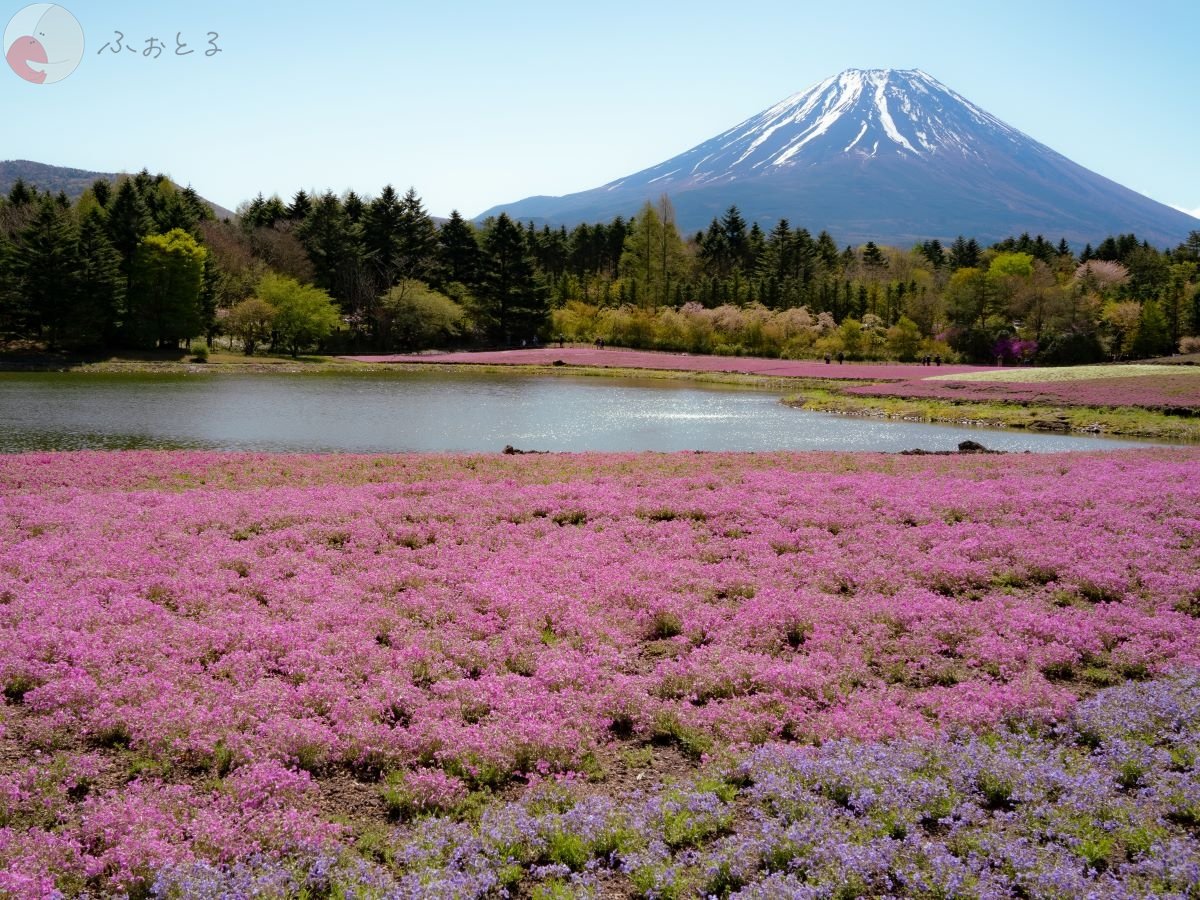 やまこのポートフォリオ8
